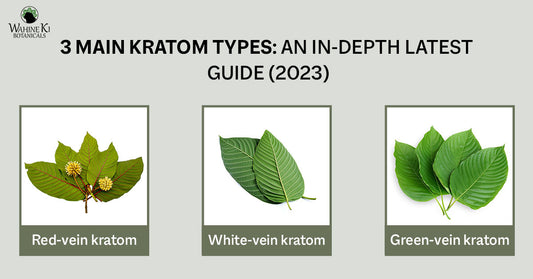 3 Main Kratom Types: An In-depth Latest Guide (2023)